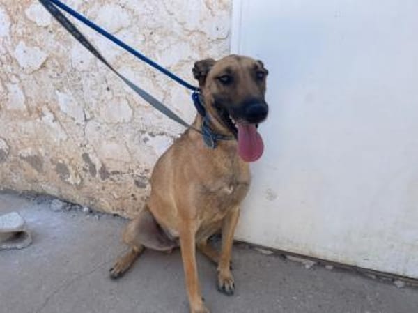 Arabia - völlig ausgehungert gefunden