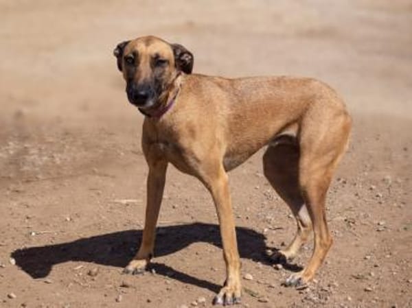 Arabia - völlig ausgehungert gefunden