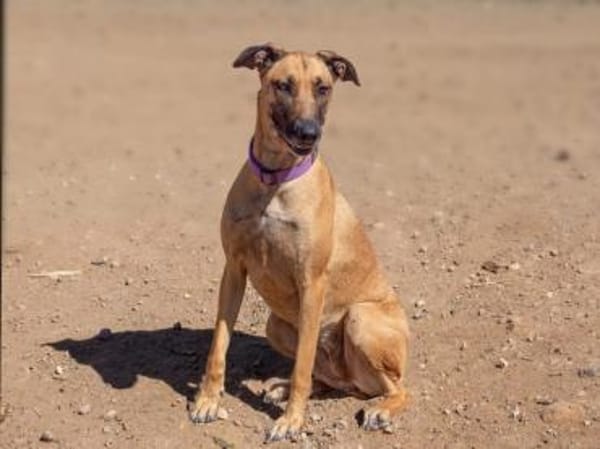 Arabia - völlig ausgehungert gefunden