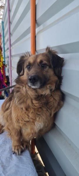 Muffin, ein hübscher, kleiner Rüde sucht