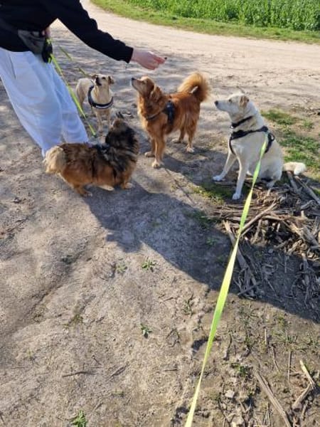 Muffin, ein hübscher, kleiner Rüde sucht