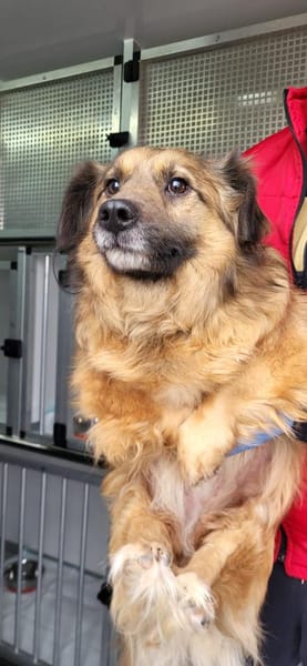 Muffin, ein hübscher, kleiner Rüde sucht