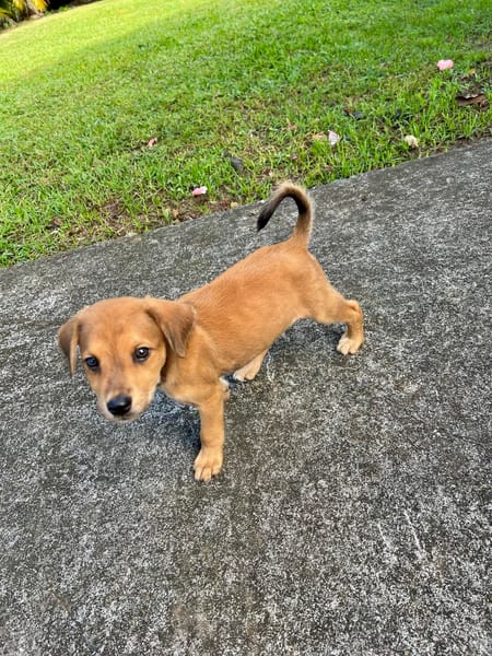 Loki, l'adorable x Griffon