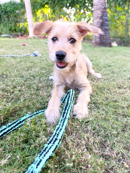 Noisette, l'exploratrice