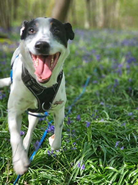 Vador l'adorable petit guerrier tripatte