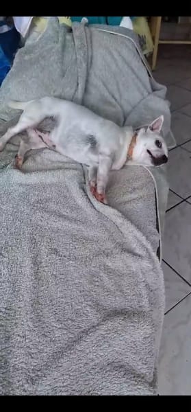 Poupi petite chihuahua pleine d'amour