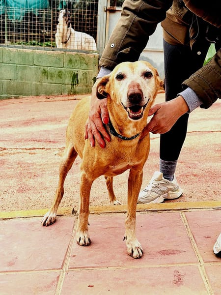 GORDA (Union Animal)