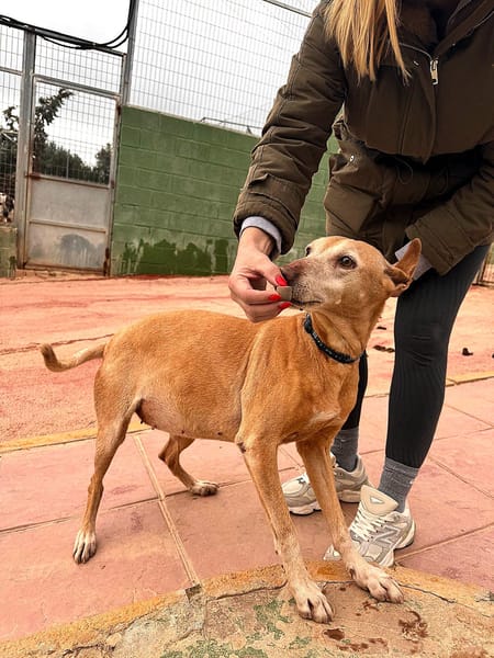 GORDA (Union Animal)