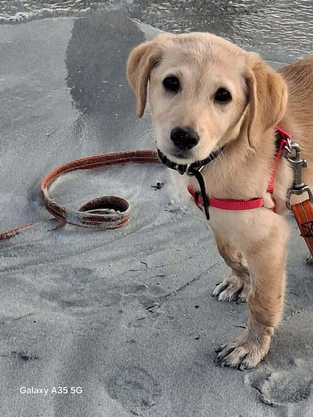 Sirena, le bébé rescapée