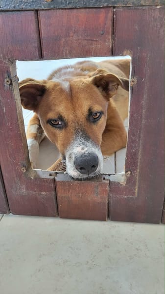 ALOKA, votre créole pour la vie