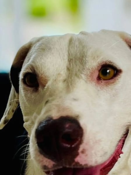 ✨️ DENISE ✨️ 🐶