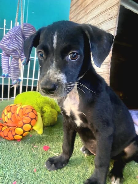 ✨️ SUSHI ✨️ 🐶