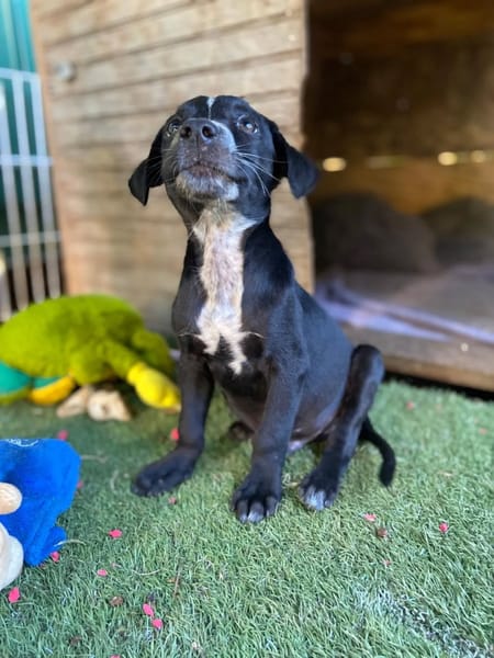 ✨️ SUSHI ✨️ 🐶