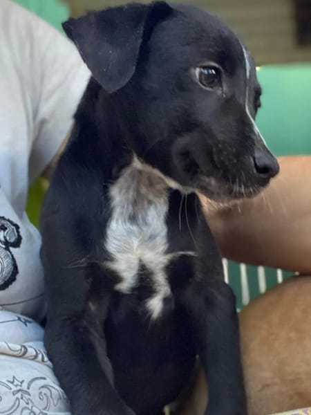 ✨️ SUSHI ✨️ 🐶