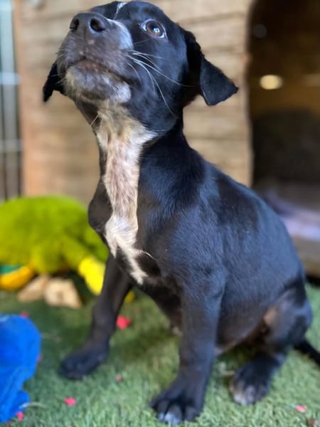 ✨️ SUSHI ✨️ 🐶