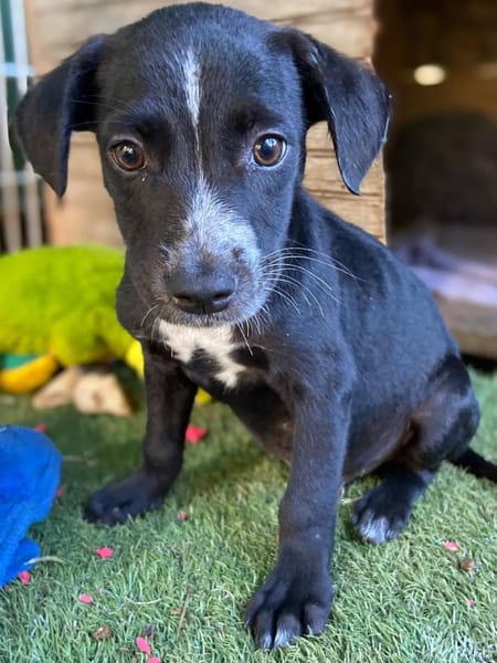 ✨️ SUSHI ✨️ 🐶