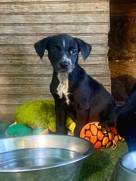 ✨️ SUSHI ✨️ 🐶