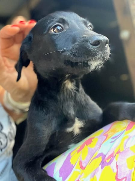 ✨️ MAKI ✨️ 🐶