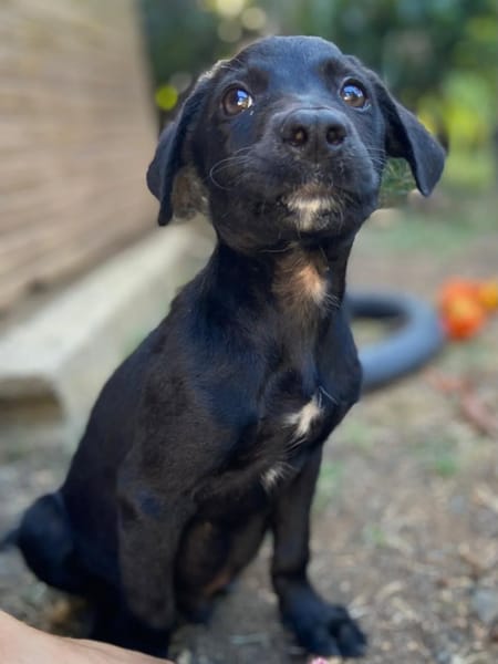 ✨️ MAKI ✨️ 🐶