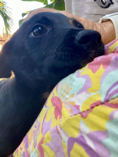 ✨️ MAKI ✨️ 🐶