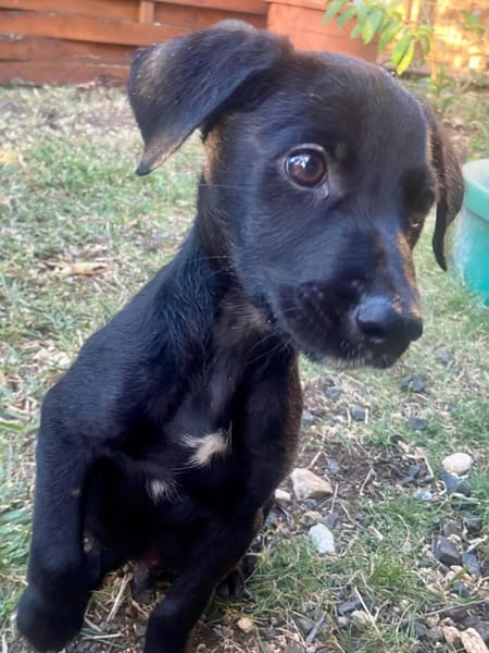 ✨️ MAKI ✨️ 🐶