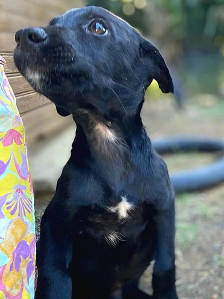 ✨️ MAKI ✨️ 🐶