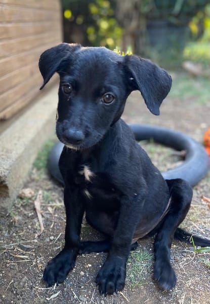 ✨️ MAKI ✨️ 🐶