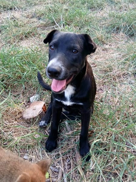 ✨️ VITO ✨️ 🐶