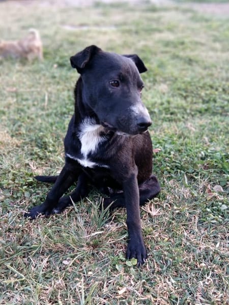 ✨️ VITO ✨️ 🐶