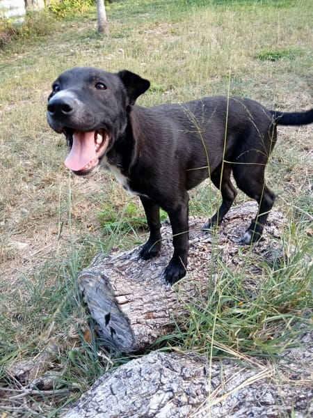 ✨️ VITO ✨️ 🐶