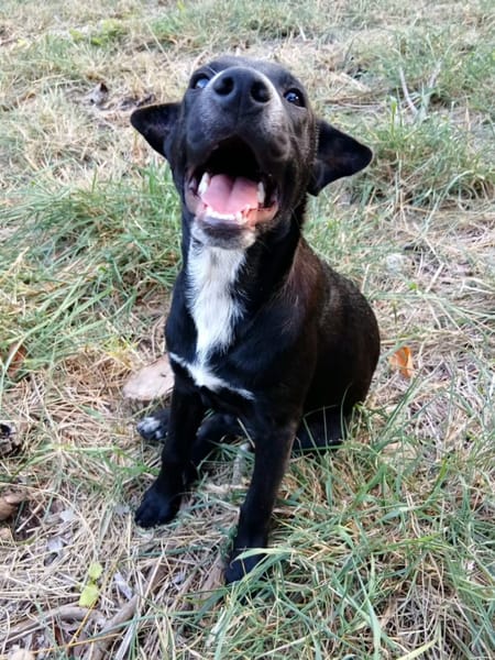 ✨️ VITO ✨️ 🐶