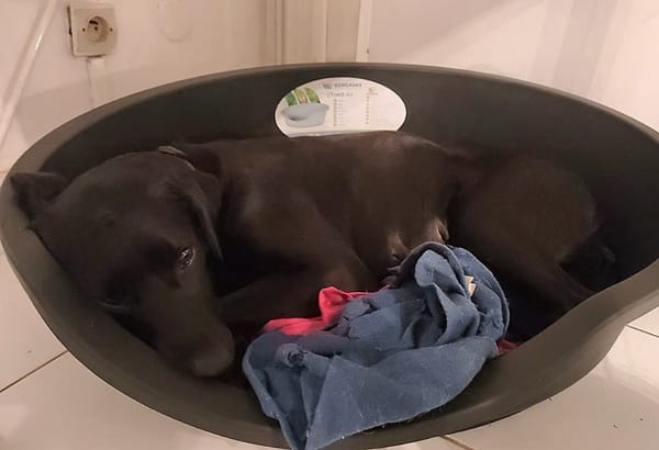 ✨️ TAORMINE ✨️ 🐶