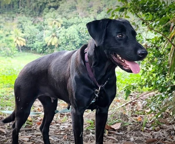 ✨️ TAORMINE ✨️ 🐶