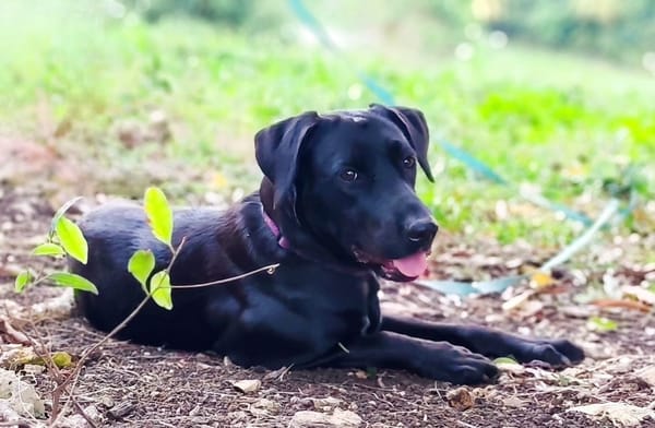 ✨️ TAORMINE ✨️ 🐶