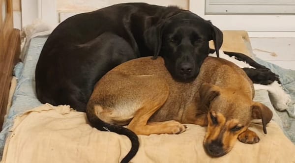 ✨️ TAORMINE ✨️ 🐶