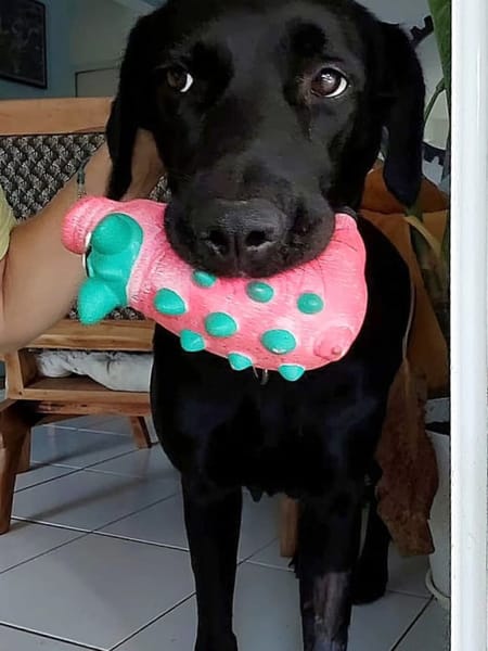 ✨️ TAORMINE ✨️ 🐶