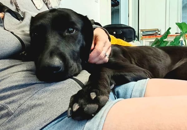 ✨️ TAORMINE ✨️ 🐶