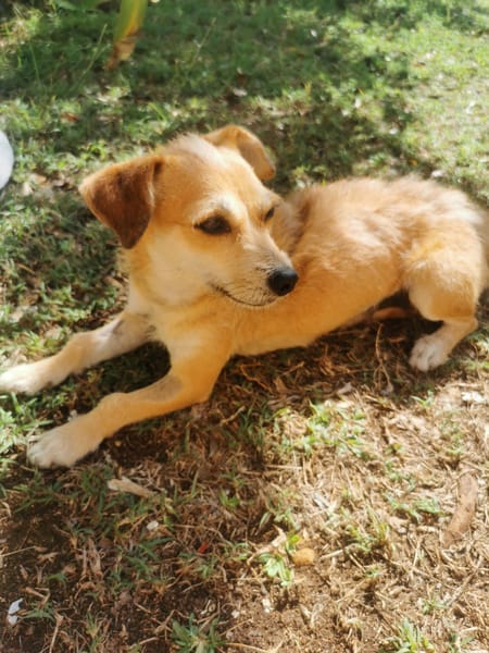À L’ADOPTION, YOLA, adorable petite femelle BERGER CREOLE de couleur fauve