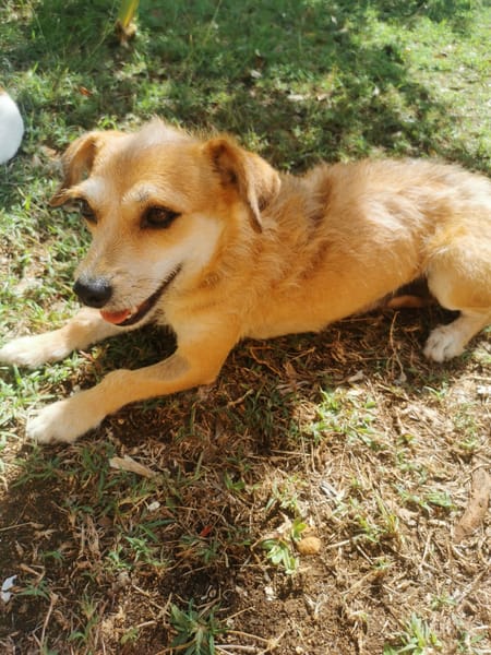 À L’ADOPTION, YOLA, adorable petite femelle BERGER CREOLE de couleur fauve