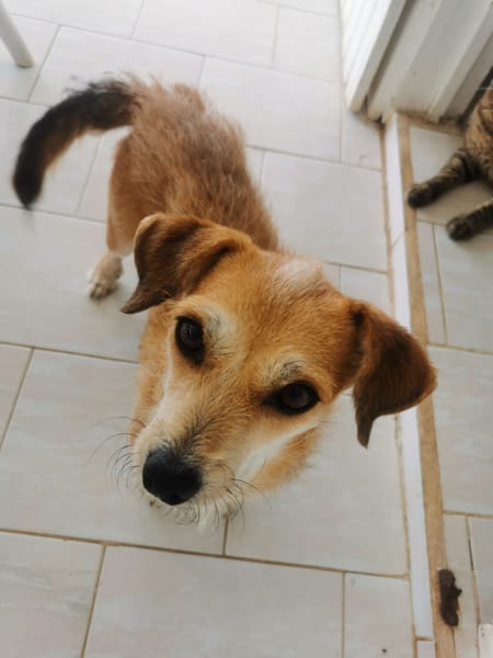 À L’ADOPTION, YOLA, adorable petite femelle BERGER CREOLE de couleur fauve