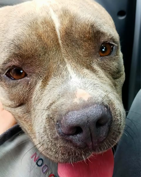 ✨️ ALMA ✨️ 🐶