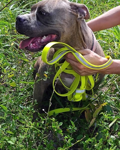 ✨️ ALMA ✨️ 🐶