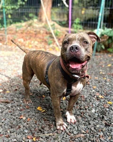 ✨️ ALMA ✨️ 🐶