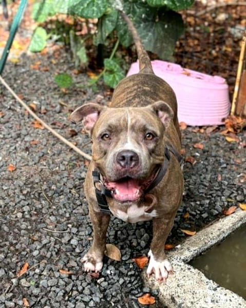 ✨️ ALMA ✨️ 🐶