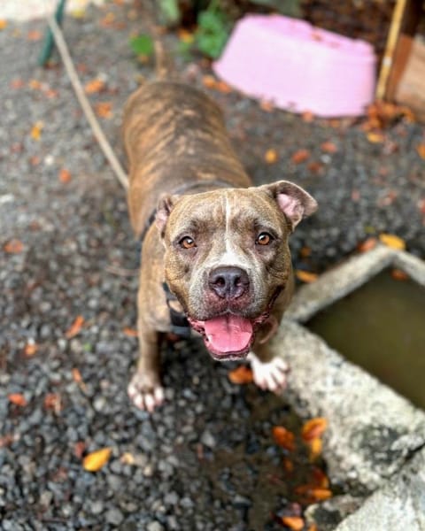 ✨️ ALMA ✨️ 🐶