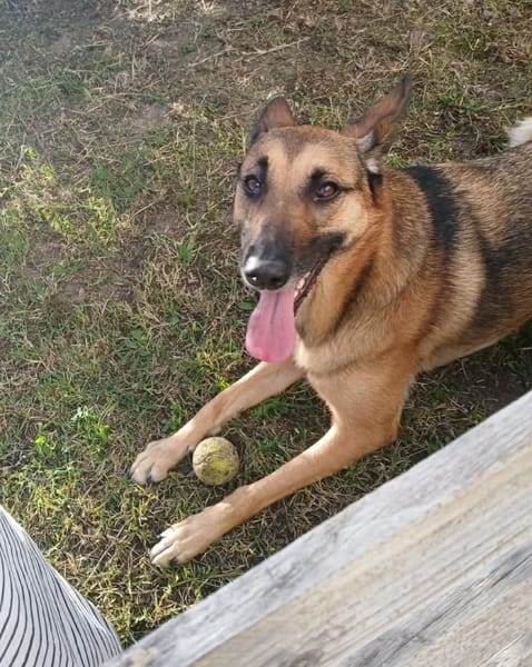 À L’ADOPTION, SCARLETT, magnifique femelle MALINOISE !