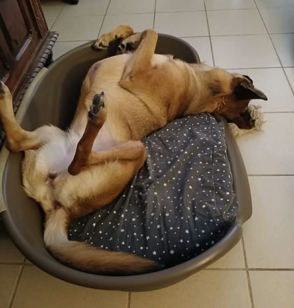 À L’ADOPTION, SCARLETT, magnifique femelle MALINOISE !