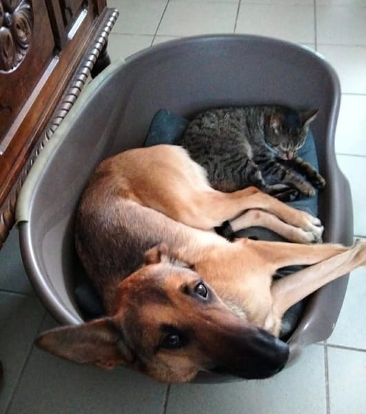 À L’ADOPTION, SCARLETT, magnifique femelle MALINOISE !