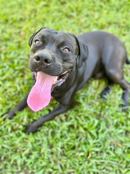 Tito, mâle croisé berger, né le 10/02/2022 🐶