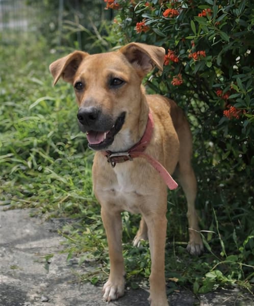 Spark, Mâle, X Berger, né le 20/09/2025🐶